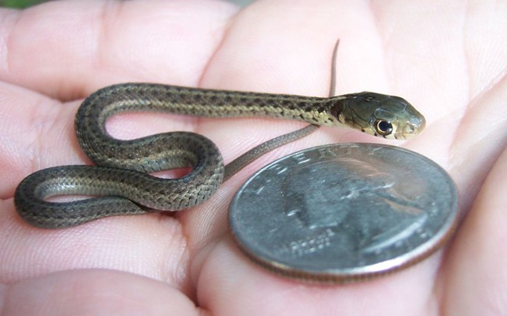 Φωτογραφίες από τα πιο απειλητικά φίδια … τσέπης